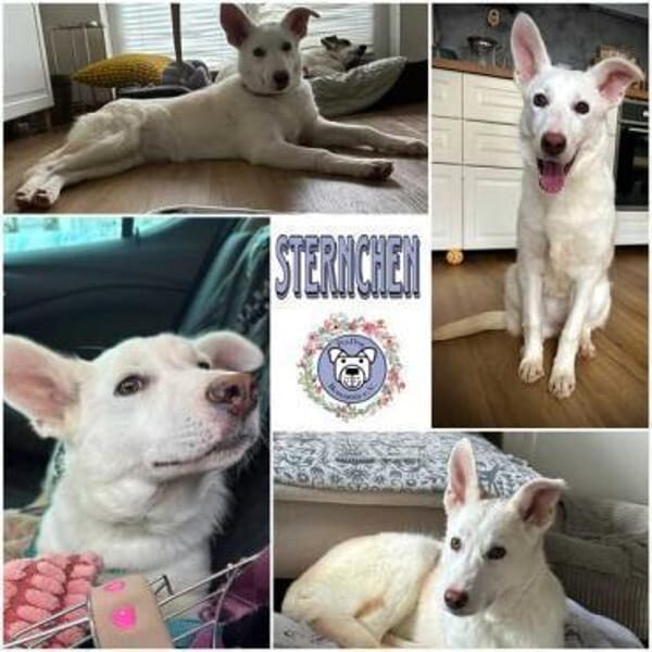 STERNCHEN * vorsichtige Familienhündin
