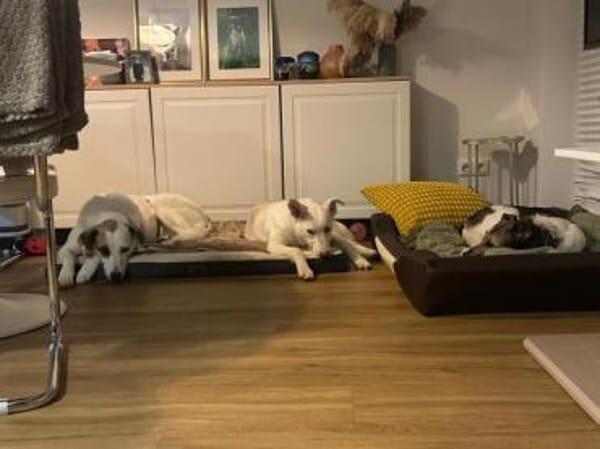 STERNCHEN * vorsichtige Familienhündin