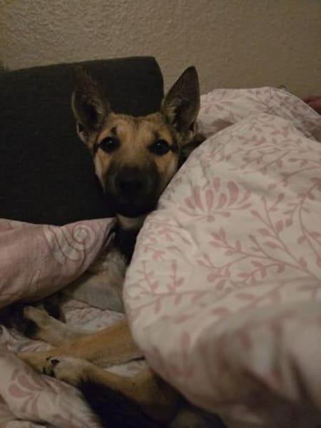 Zuckerpuppe Amira sucht ein Zuhause