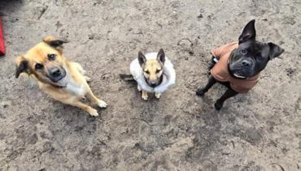 Zuckerpuppe Amira sucht ein Zuhause