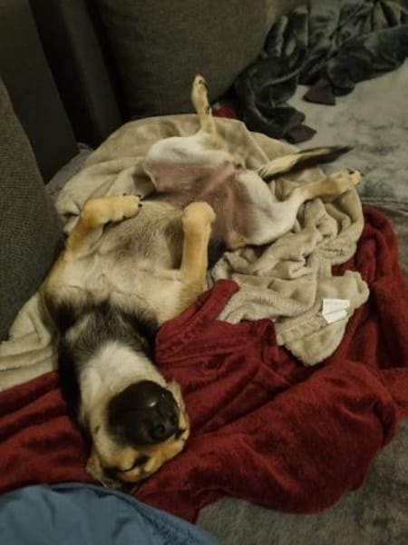 Zuckerpuppe Amira sucht ein Zuhause