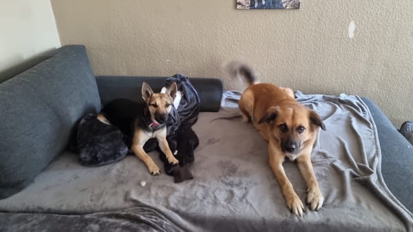 Zuckerpuppe Amira sucht ein Zuhause