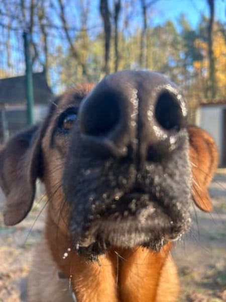 Erfahrene Zweibeiner gesucht