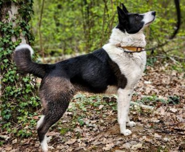 Zelda sucht neue Herausforderungen