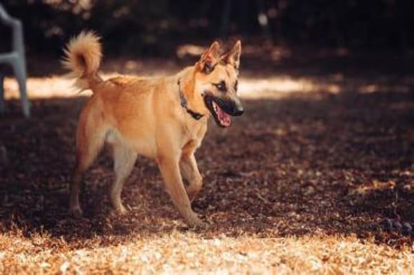 Moritz sucht aktive Zweibeiner