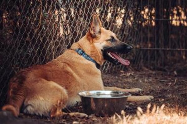 Moritz sucht aktive Zweibeiner