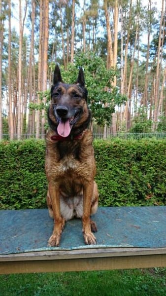 Polizei Diensthündin in Rente