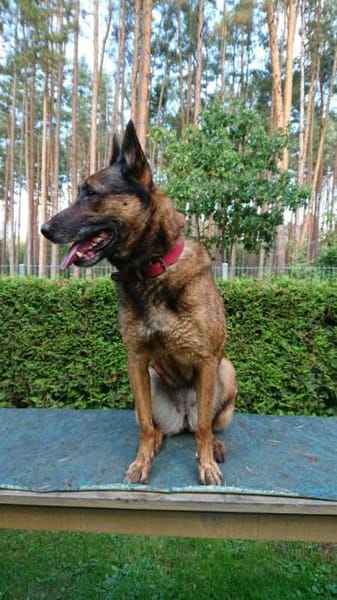 Polizei Diensthündin in Rente