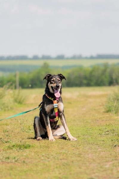 Vivi - eine wahre Schönheit