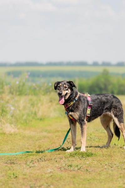 Vivi - eine wahre Schönheit