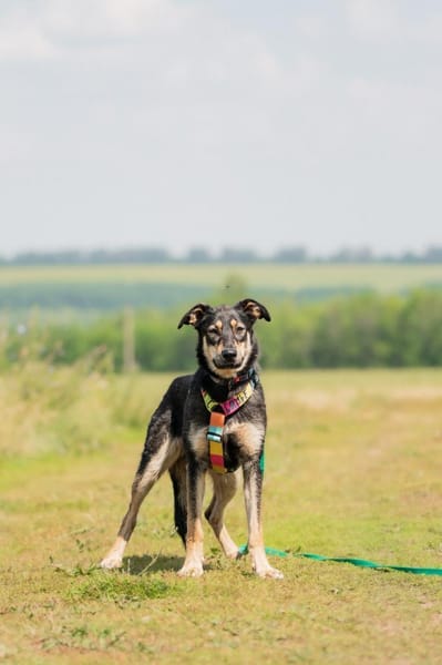 Vivi - eine wahre Schönheit