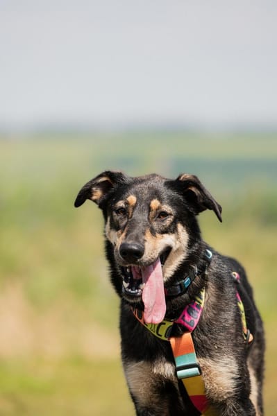 Vivi - eine wahre Schönheit