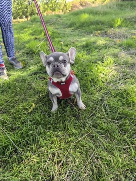 Sehr liebe Französische Bulldogge