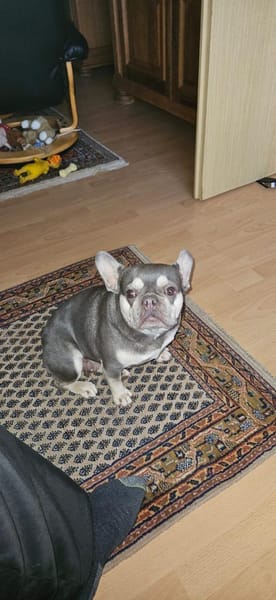 Sehr liebe Französische Bulldogge