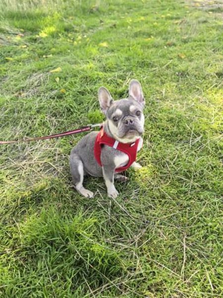 Sehr liebe Französische Bulldogge