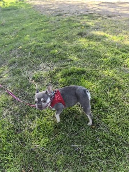 Sehr liebe Französische Bulldogge