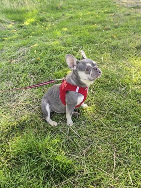 Sehr liebe Französische Bulldogge