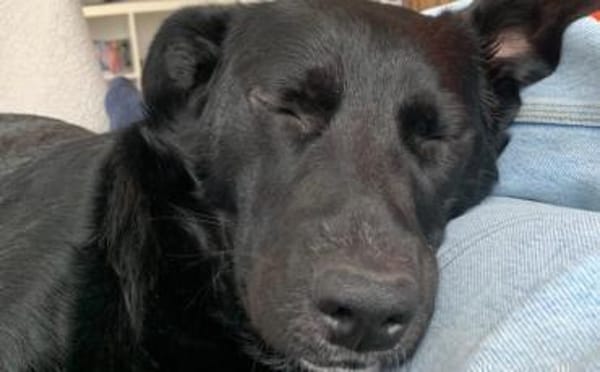 Mave - sensibel und liebevoll