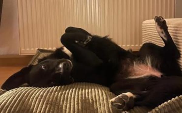 Mave - sensibel und liebevoll