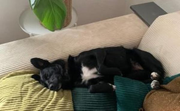 Mave - sensibel und liebevoll