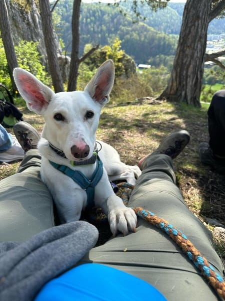 ZEUS, Fledermausohren suchen ein Zuhause