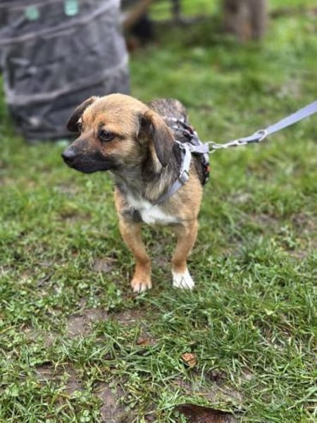 Toffie süßer als Schokolade