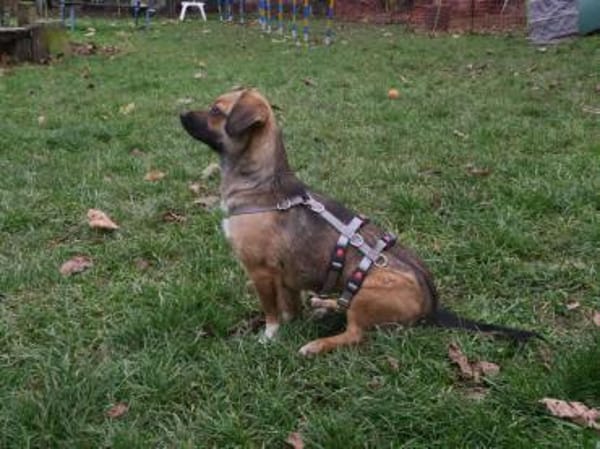 Toffie süßer als Schokolade