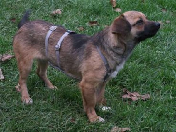 Toffie süßer als Schokolade