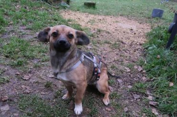 Toffie süßer als Schokolade