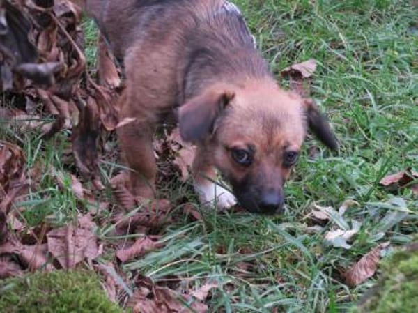 Toffie süßer als Schokolade