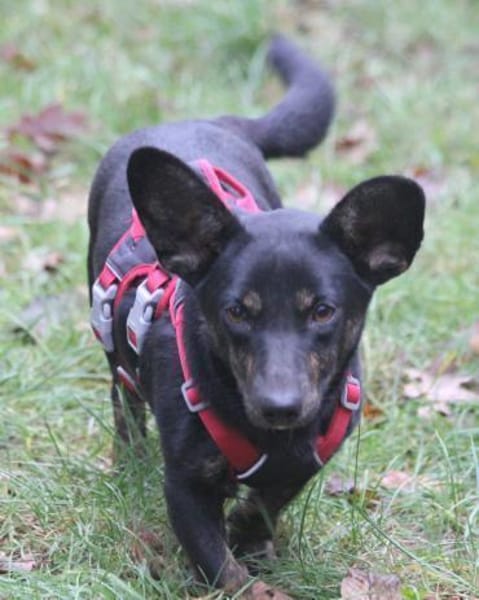 Laura geb. 01/2025 ist katzenverträglich