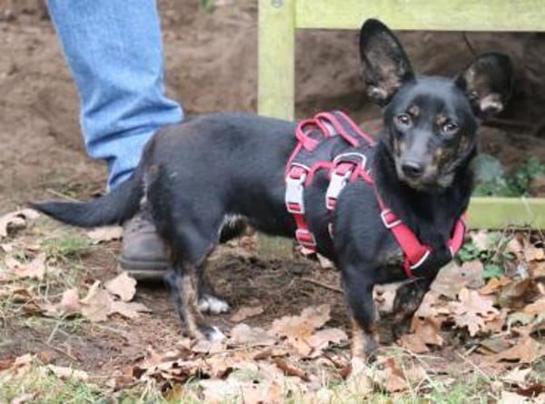 Laura geb. 01/2025 ist katzenverträglich