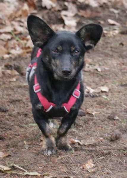 Laura geb. 01/2025 ist katzenverträglich