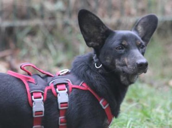 Laura geb. 01/2025 ist katzenverträglich