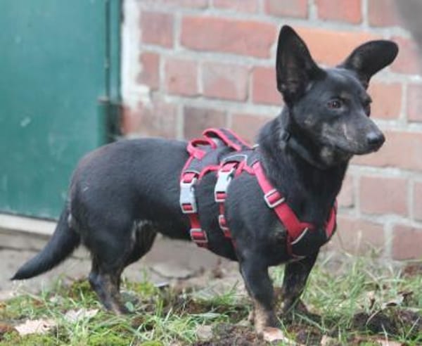 Laura geb. 01/2025 ist katzenverträglich