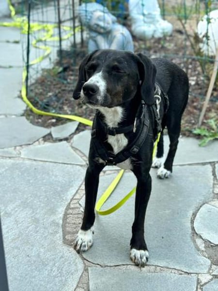 Dua möchte ein -fürimmerzuhause-