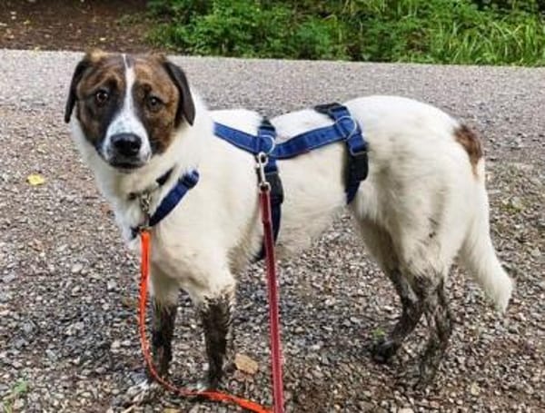 Juditha ist so ein liebes Hundemädchen