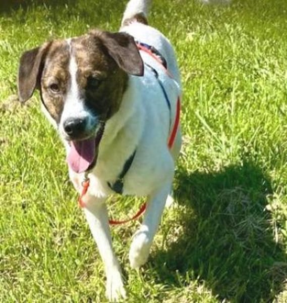 Juditha ist so ein liebes Hundemädchen