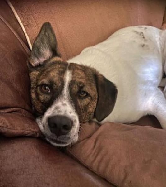 Juditha ist so ein liebes Hundemädchen