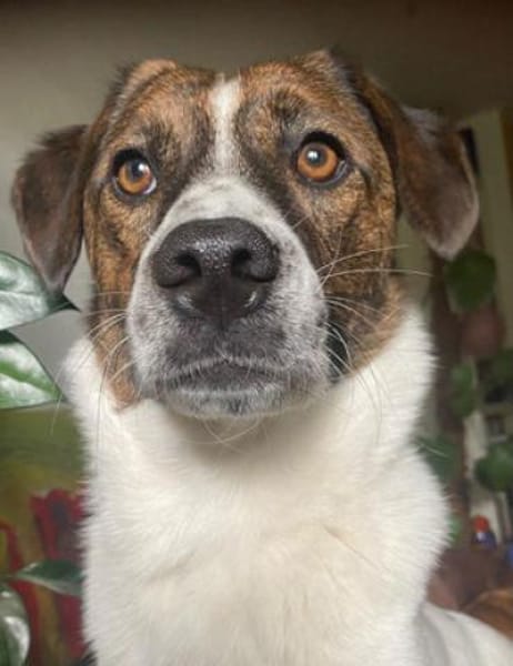 Juditha ist so ein liebes Hundemädchen