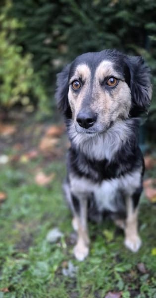 Amaya - eine leise Herzenshündin