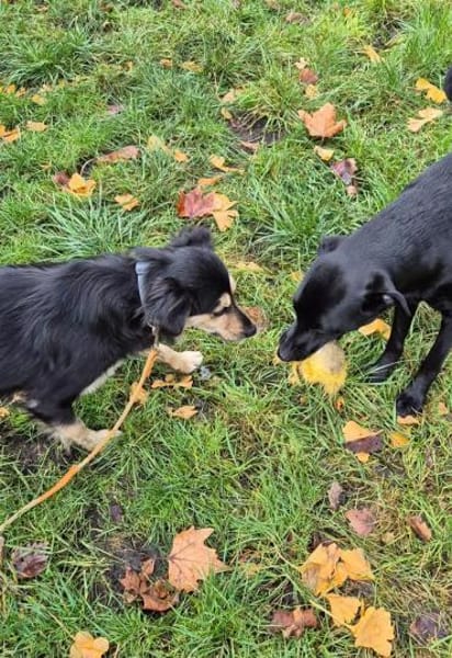 Amaya - eine leise Herzenshündin