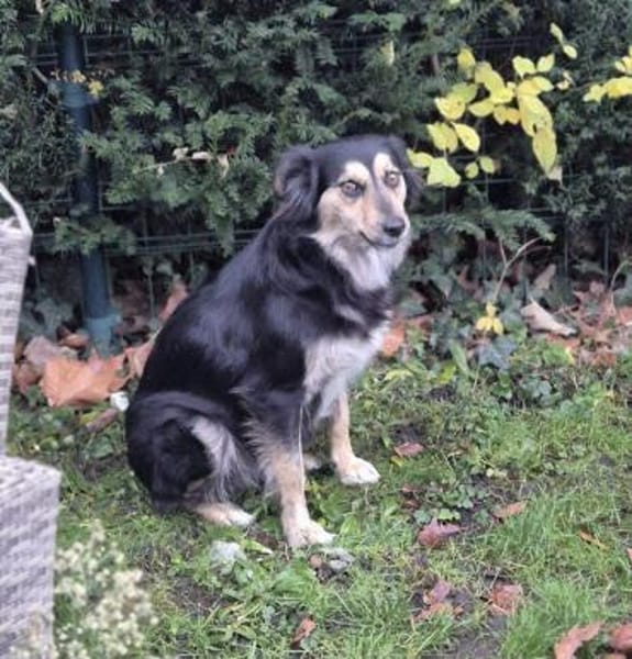 Amaya - eine leise Herzenshündin