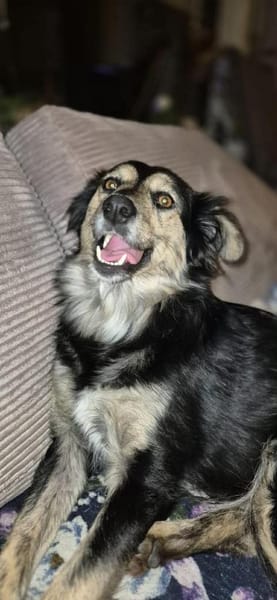 Amaya - eine leise Herzenshündin