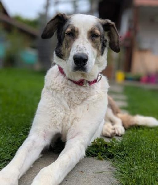 Georgia 9 Jahre 70 cm