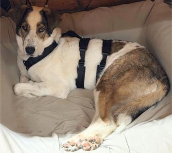 Georgia 9 Jahre 70 cm