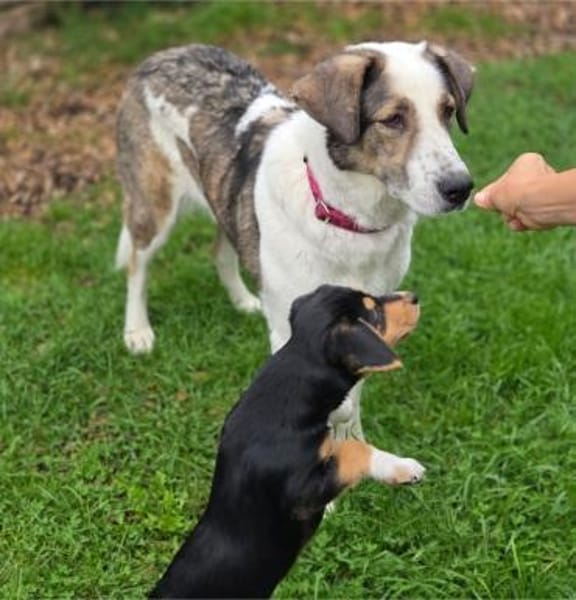 Georgia 9 Jahre 70 cm