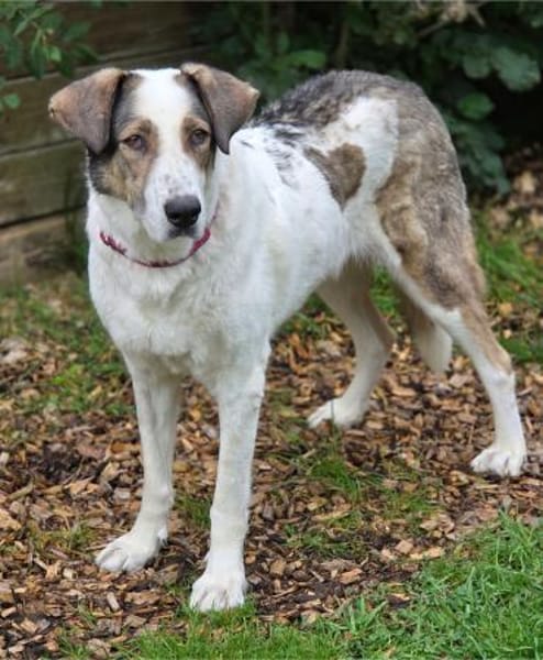 Georgia 9 Jahre 70 cm