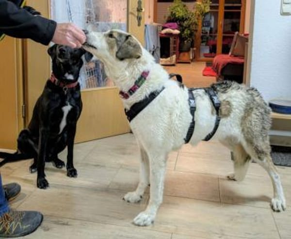 Georgia 9 Jahre 70 cm