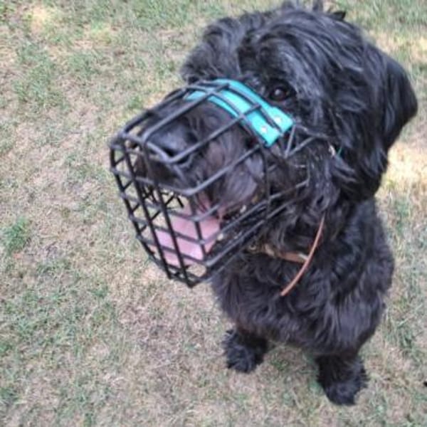 Riesenschnauzer wie er im Buche steht